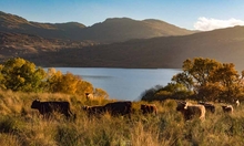 Loch Lomond, Loch Katrine und die Trossachs Loch Lomond, Loch Katrine und die Trossachs