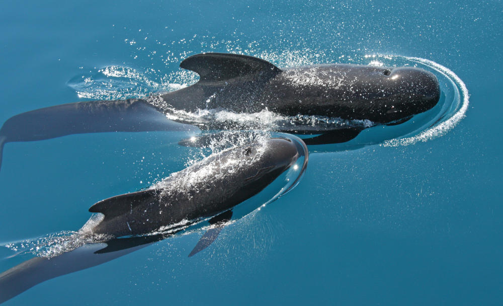 Whale Watching Andalusien