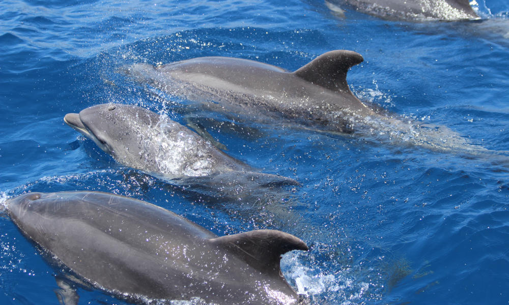 Whale Watching Andalusien