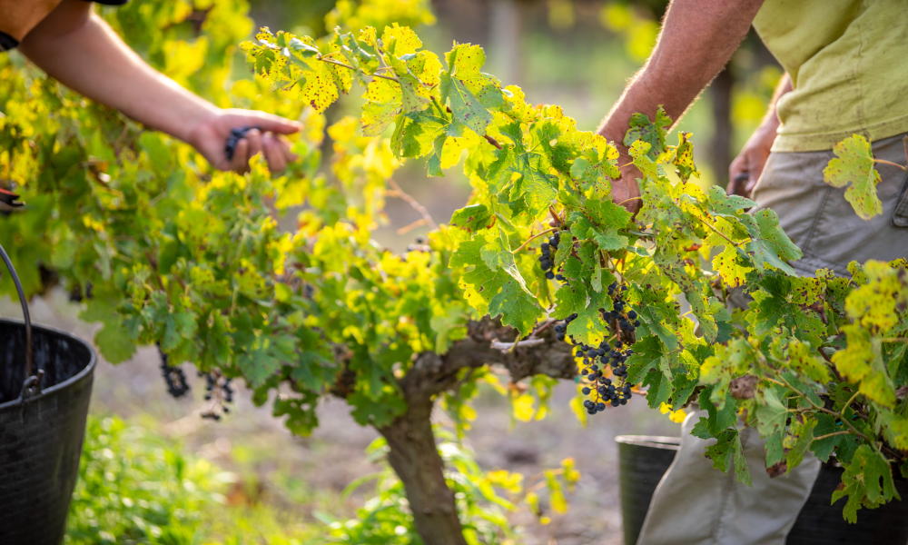 Weinlese La Rioja